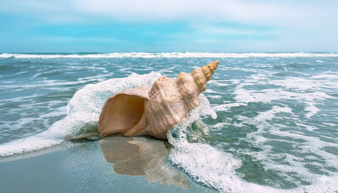 קונחיה- שלומי הפקות